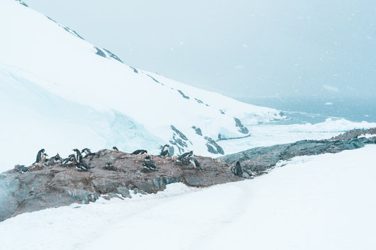 Group of Gentoo Penguins on a Cliff - Antarctica