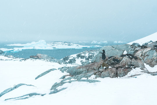 Gentoo Penguins on Rocks - Antarctica