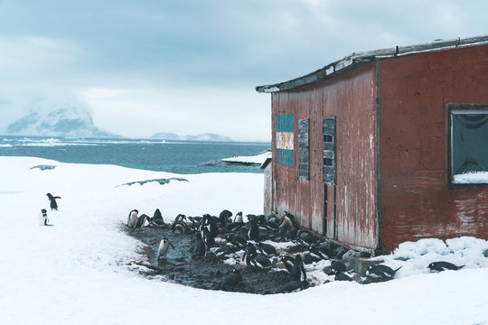 Group of Gentoo Penguins at Research Station Building - Antarctica