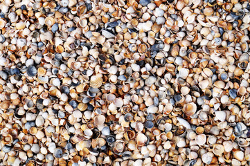 Texture of small shells.