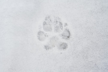 Pawprint in snow