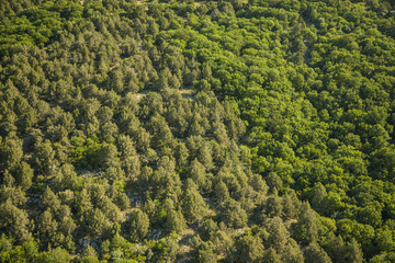 forest view from above