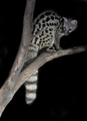 Obraz premium Common genet (Genetta genetta) ,Spain