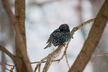 Starling with his head turned left sitting on the branch closeup