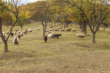 sheep in the garden in autumn