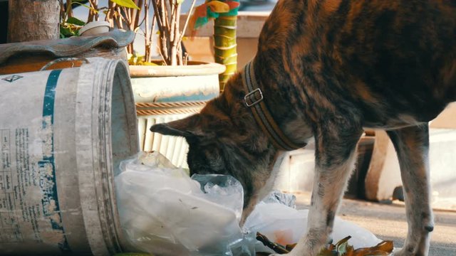 Lonely homeless dog is looking for food in a garbage can in the mud of packages and food rests