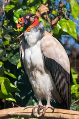 A king vulture in a zoo