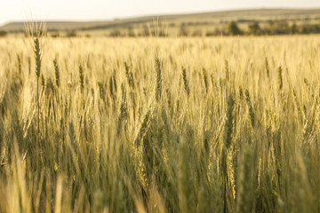 wheat field