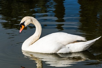 A mute swan in the water