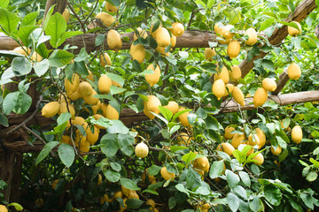Lemon tree in Italy Amalfi coast, Agriculture plant for limoncello
