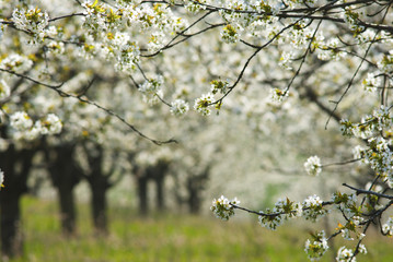 Blossoming cherry trees