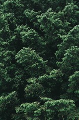 Spruce Tree Branches