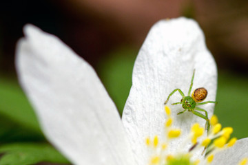 Spinne