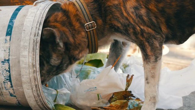 Lonely homeless dog is looking for food in a garbage can in the mud of packages and food rests