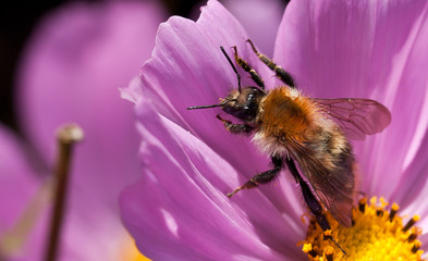 Hummel Blüte