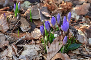 Krokus