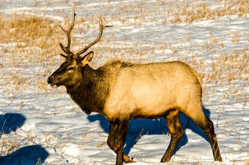 An elk feeding in winter