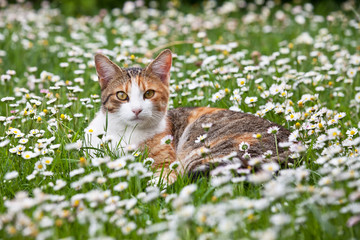 Naklejka premium Portrait of nice cat