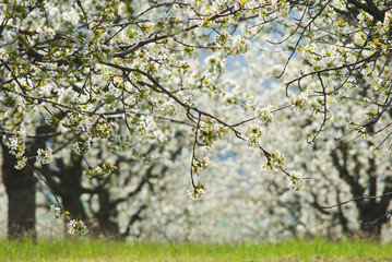 Blossoming cherry trees