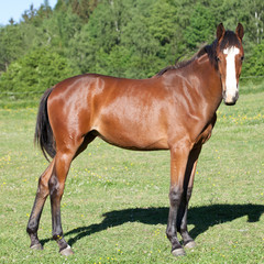 Fototapeta premium Portrait of nice hot-blooded foal