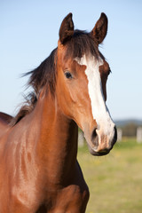 Portrait of nice hot blooded foal