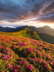 Flowes in the mountains during sunrise. Beautiful natural landscape in the summer time