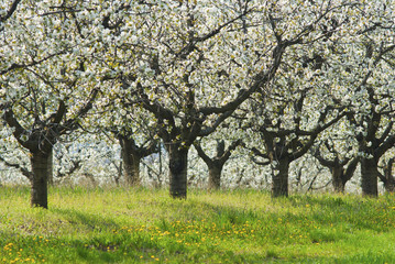 Fototapeta na wymiar Blossoming cherry trees