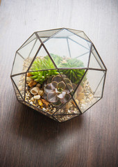 glass florarium for plants