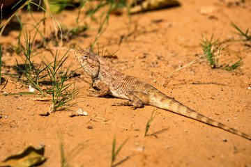 Oriental garden lizard or Calotes versicolor