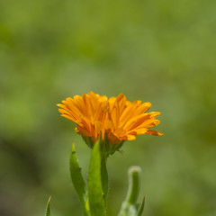 orange flowers of a marigold on a blurred green background.