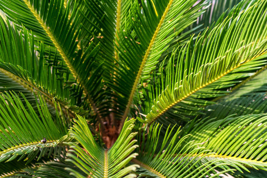 Mombasa cycad or Encephalartos hildebrandtii