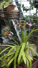 Beautiful blooming orchid flower in the garden with natural green floral background. Amazing plants for postcard and agriculture design with space for text. Phalaenopsis orchid.