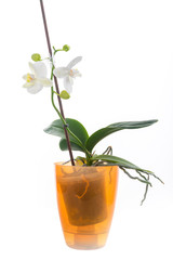 Blooming white felenopsis (orchid) on a white background.