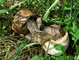 Two close up grape snails, making love in summer green grass
