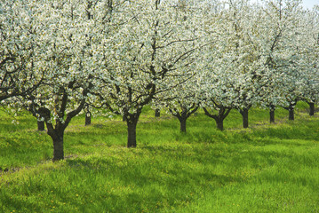 Blossoming cherry trees