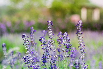 lavender garden
