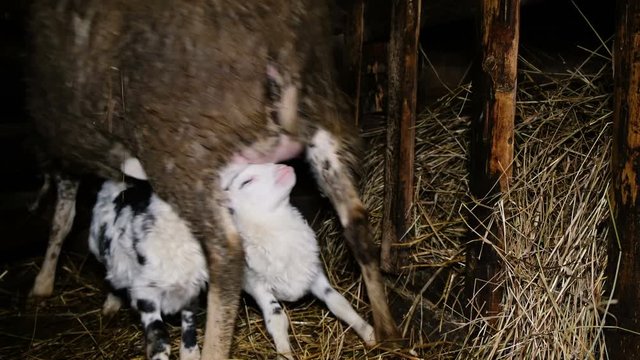 Lamb sucks milk from udder of sheep, struggle for udder, 4k