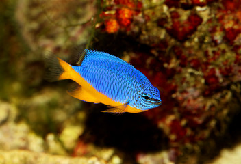 Obraz premium Azure damselfish Chrysiptera hemicyanea or saltwater aquarium fish