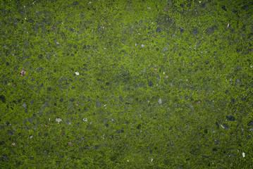 texture, background: surface of a stone covered with a layer of beautiful green moss, created by humidity of the forest, mountain, alps, Italy
