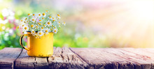 Spring - Chamomile Flowers In Teacup On Wooden Table In Garden

