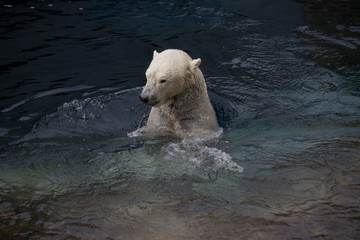 Polar Bear in Water