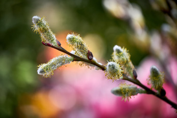 A branch of a blooming willow.