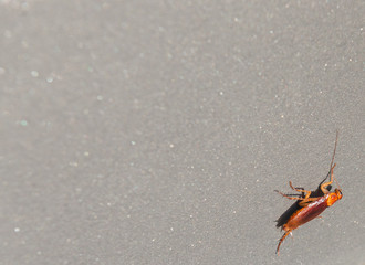 Cockroach in Barcelona