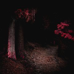 Sendero oculto. Bosque encantado. Asturias