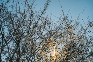 Hawthorn tree with berries in winter covered in hoarfrost