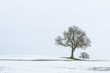 Isolated tree in field of snow