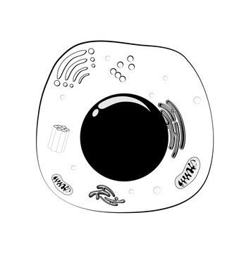 Animal cell structure. black and white Vector