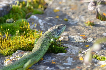 Lézard vert occidental (Lacerta bilineata)