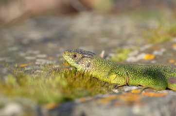 Lézard vert occidental (Lacerta bilineata)
