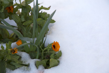 flowers in the snow